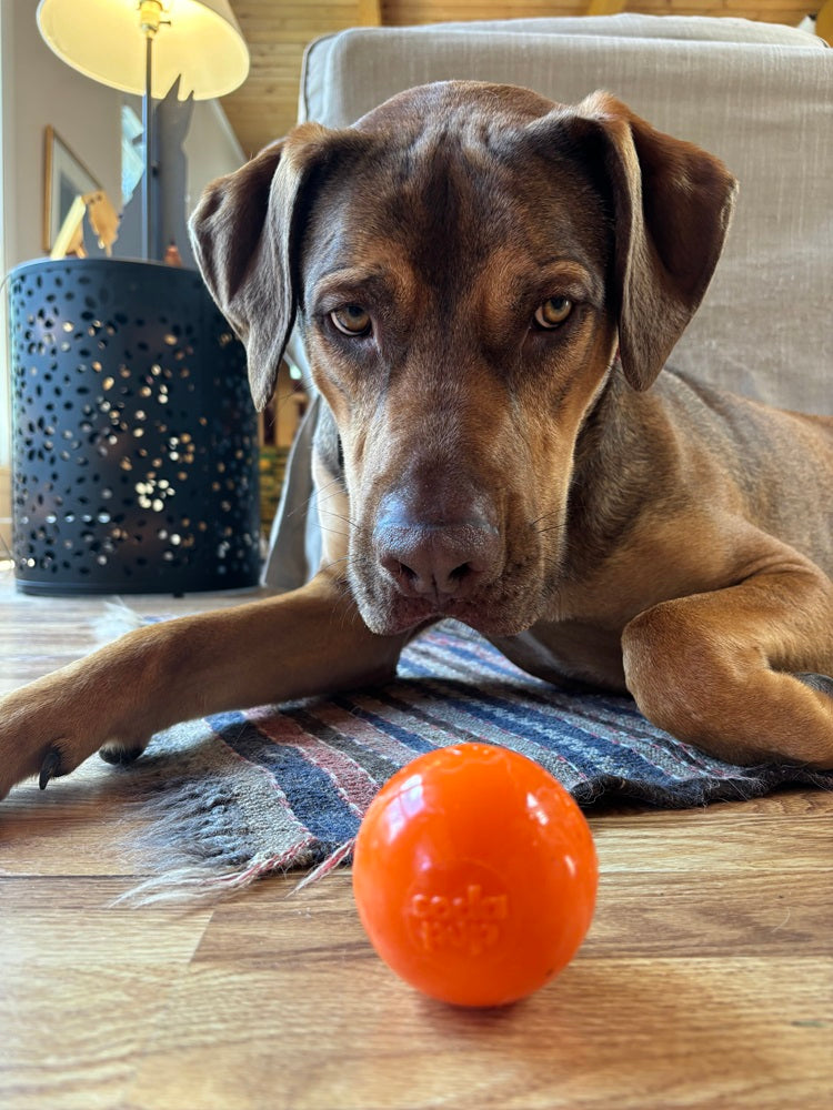 Squeaky Dog Ball – Durable, Floats, USA Made Chew Toy