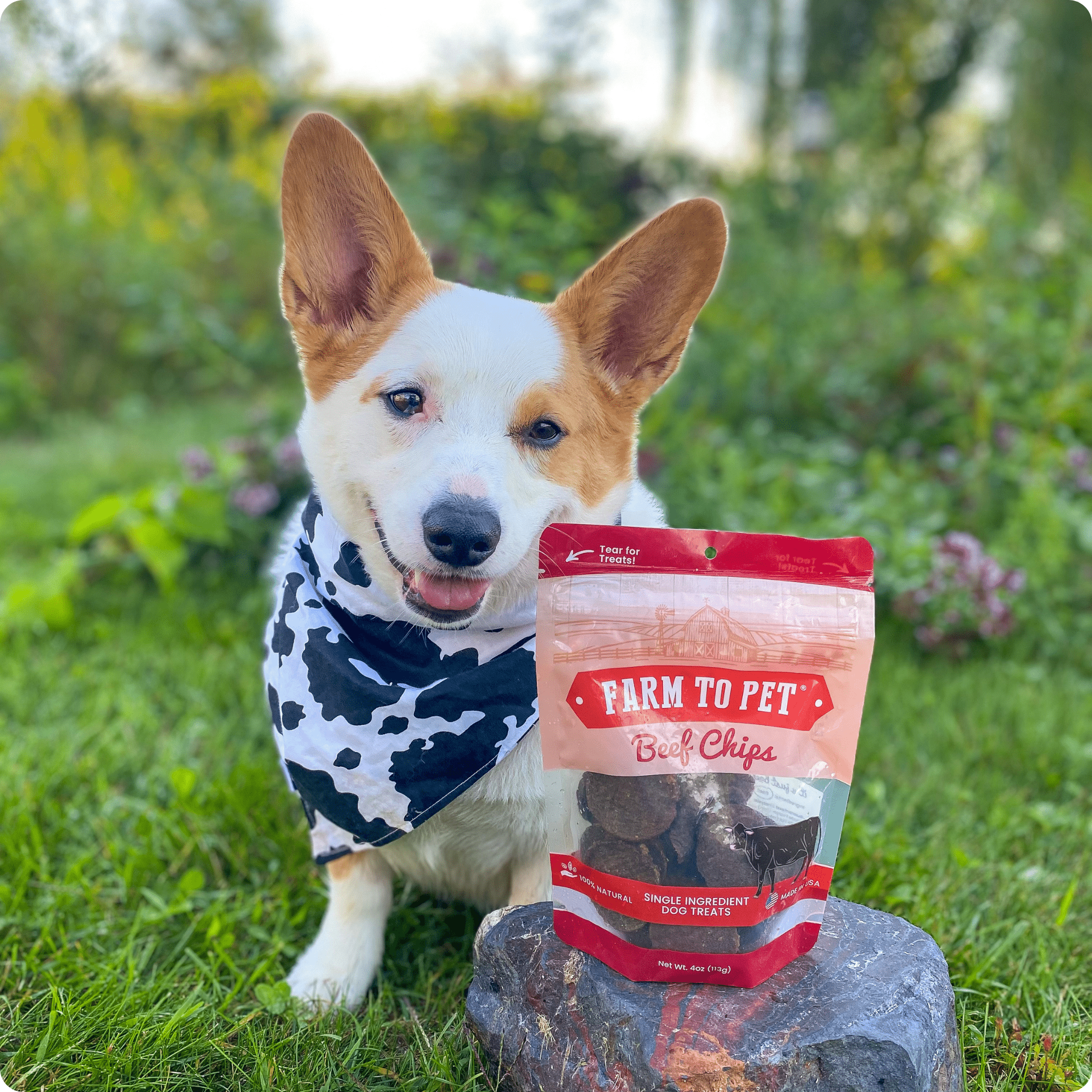 Beef Chips Dog Treats | Single-Ingredient Healthy Treats for Dogs - Trendify Pets