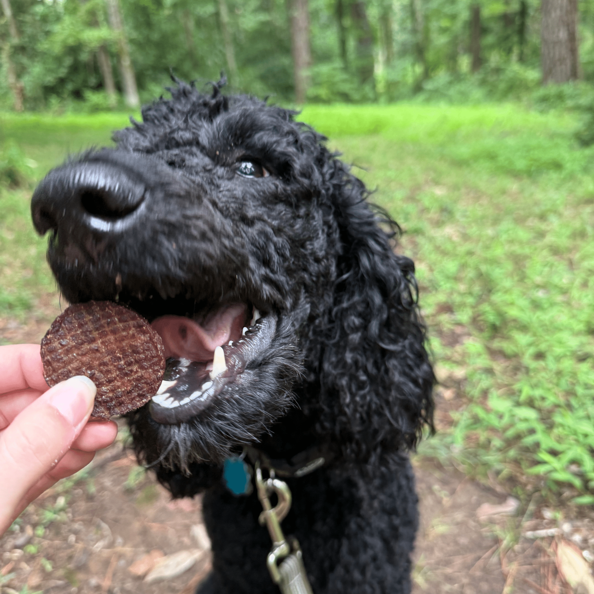 Beef Chips Dog Treats | Single-Ingredient Healthy Treats for Dogs - Trendify Pets