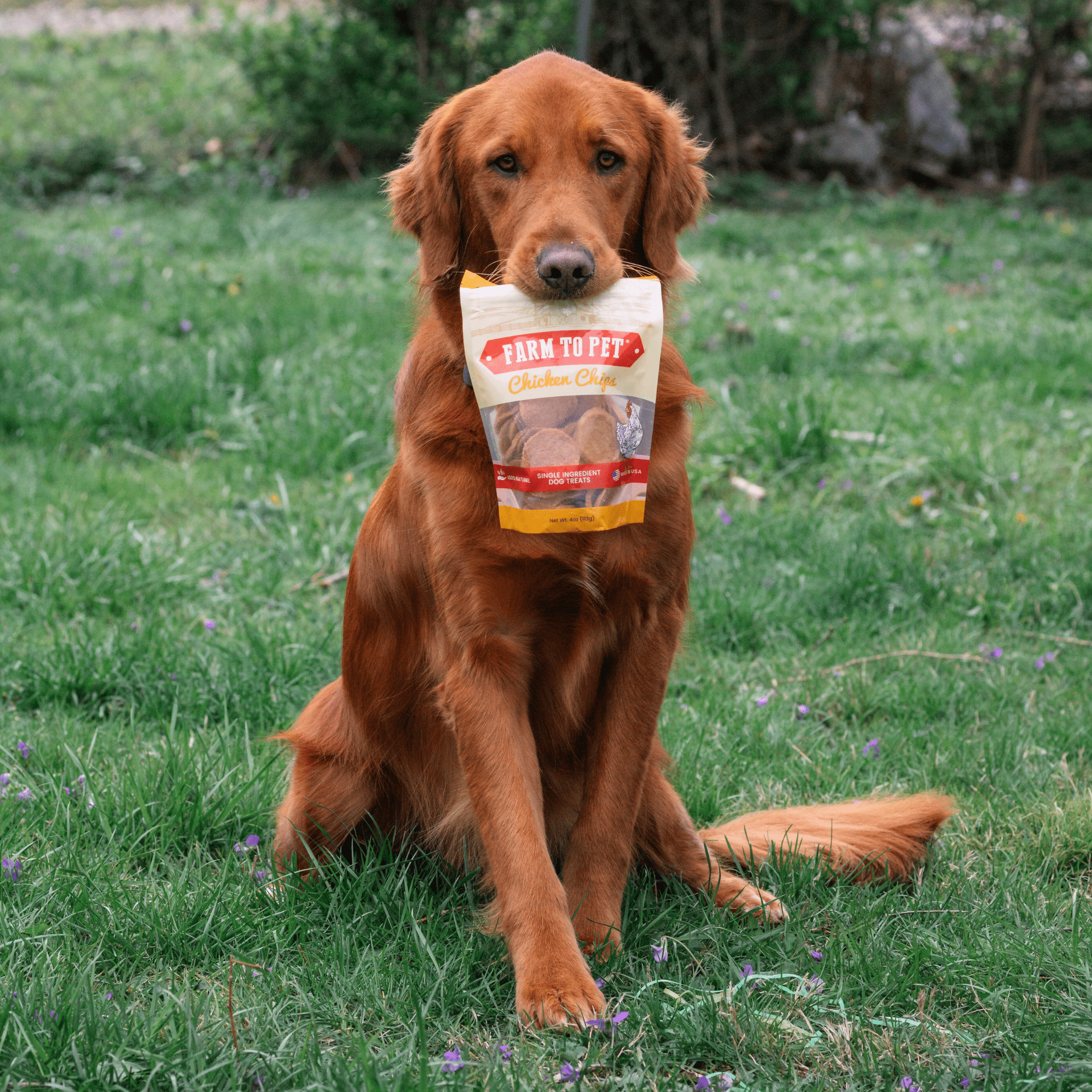 Chicken Chips for Dogs | All-Natural Single-Ingredient Dog Treats - Trendify Pets