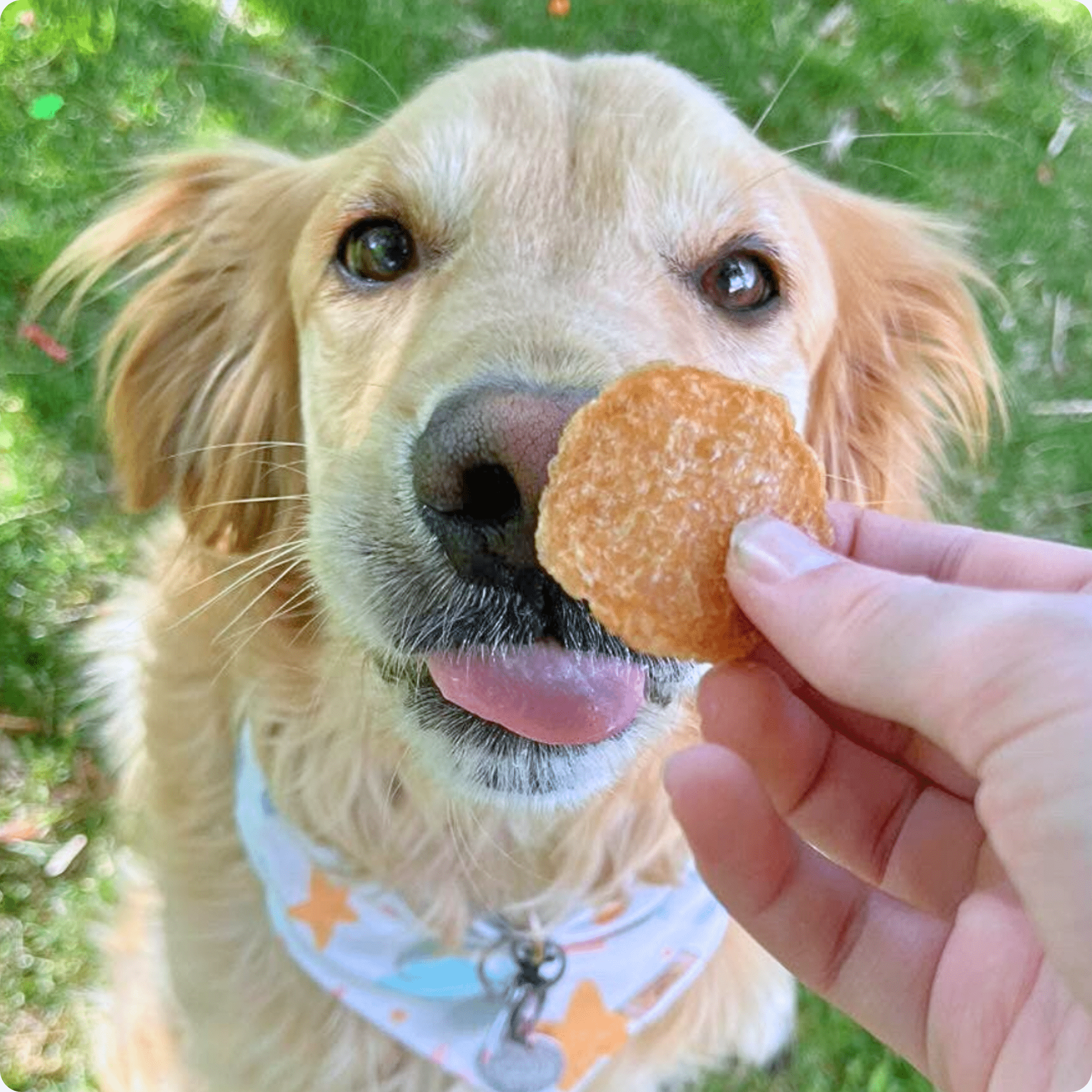 Chicken Chips for Dogs | All-Natural Single-Ingredient Dog Treats - Trendify Pets