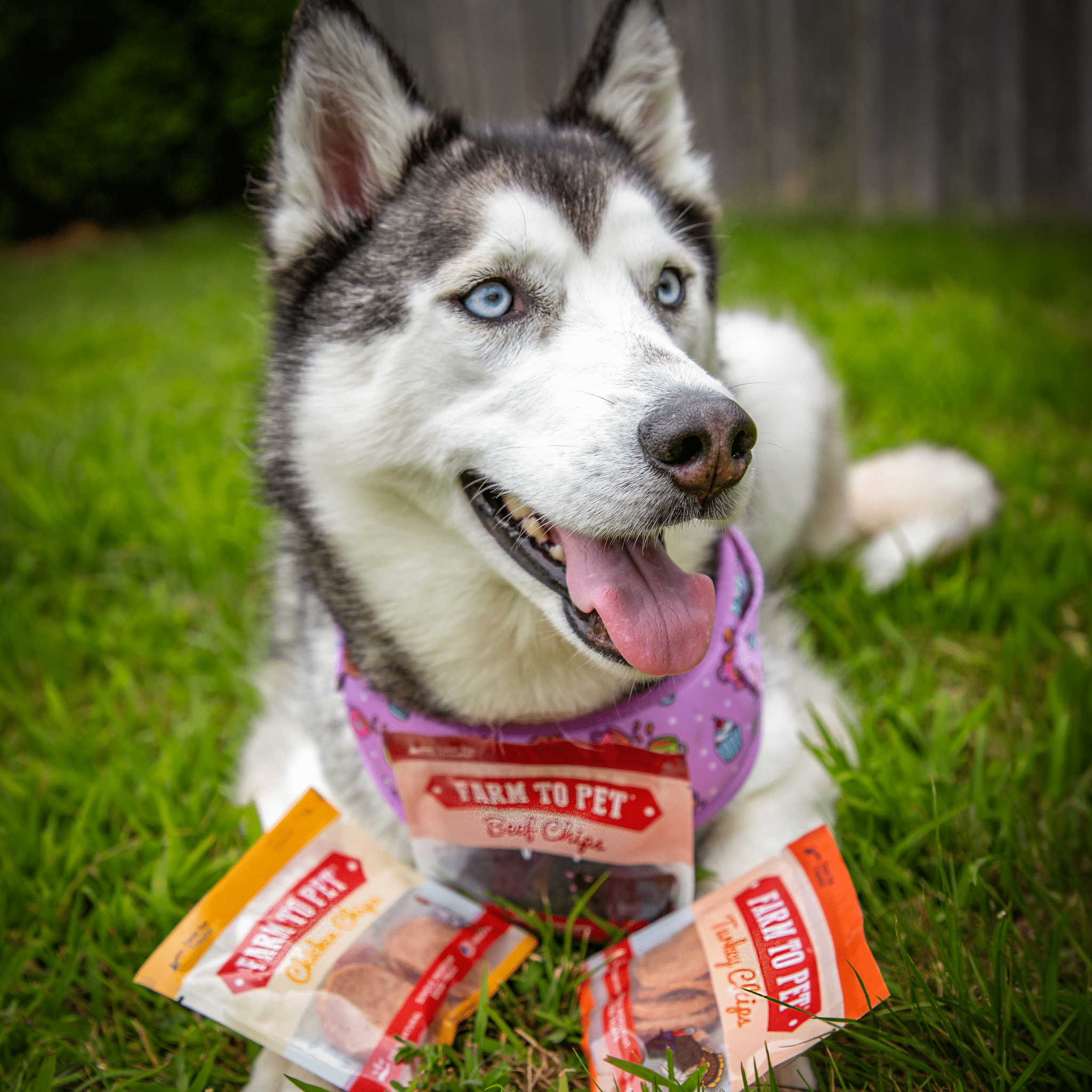 Snack Pack Dog Treat Sampler - Trendify Pets