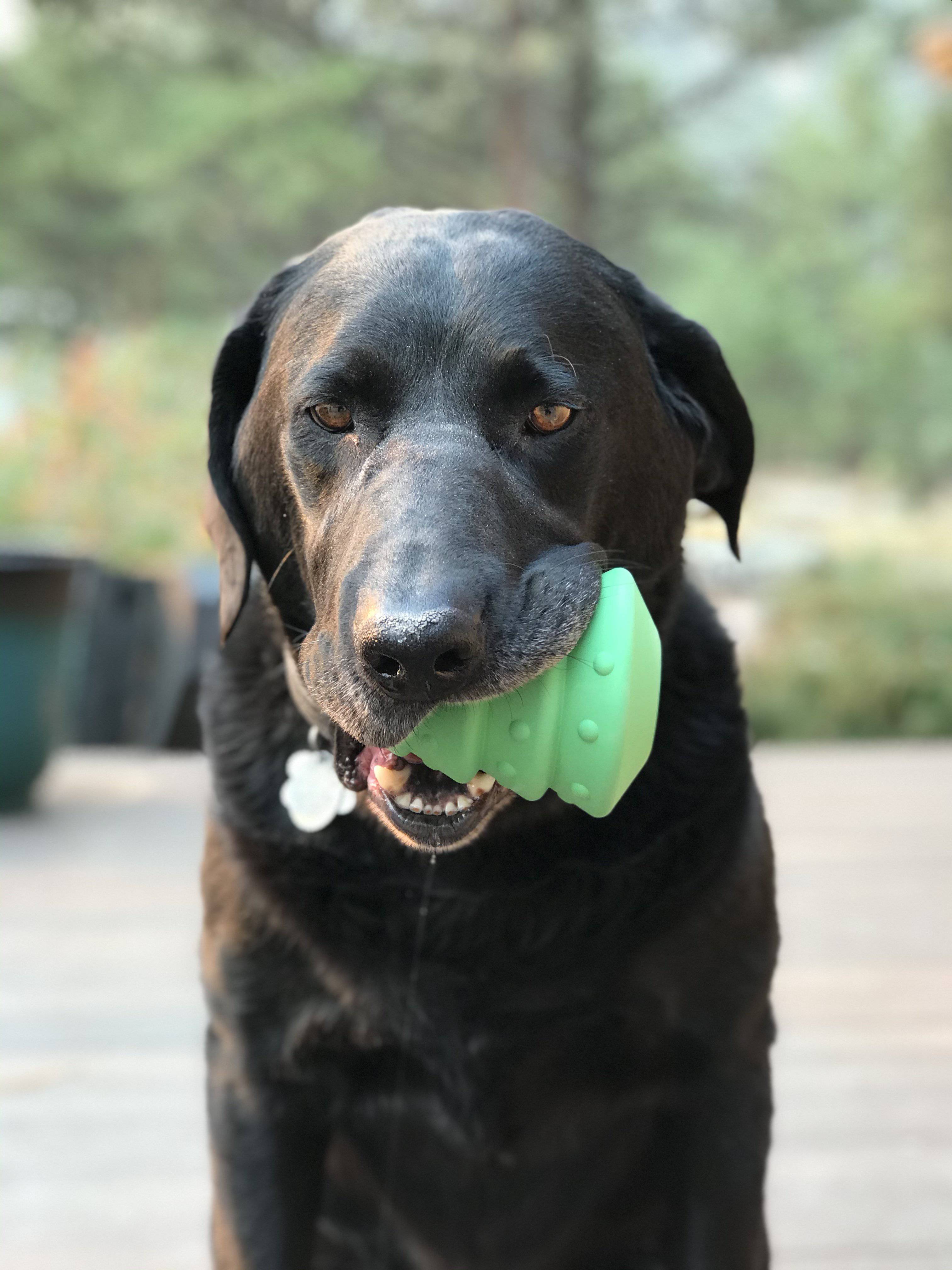 Christmas Tree Dog Toy – Durable Rubber Chew, USA Made