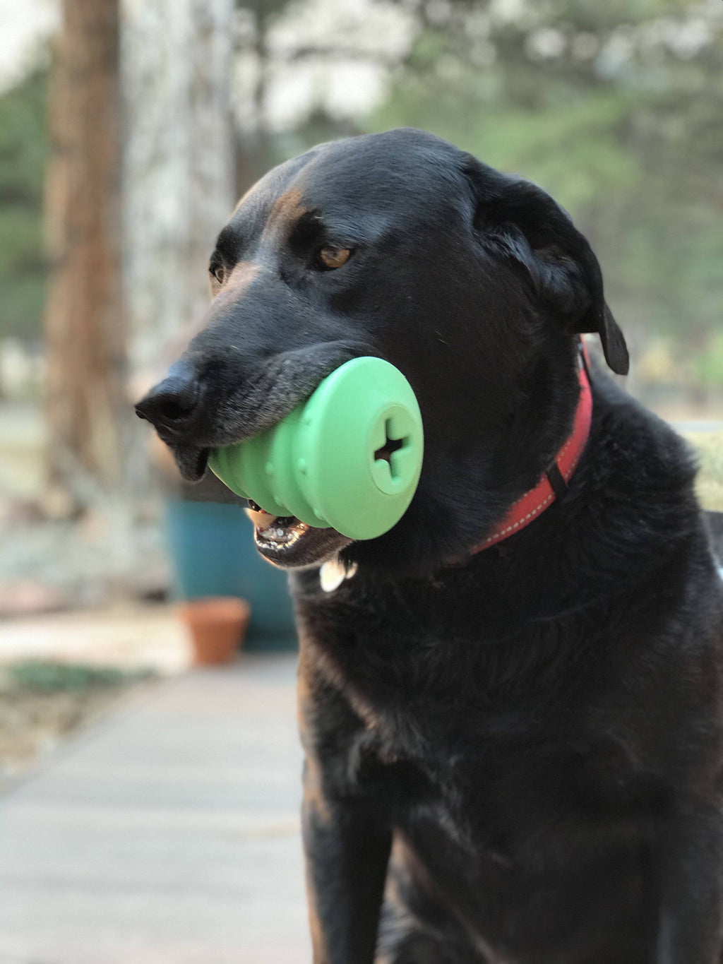 Christmas Tree Dog Toy – Durable Rubber Chew, USA Made