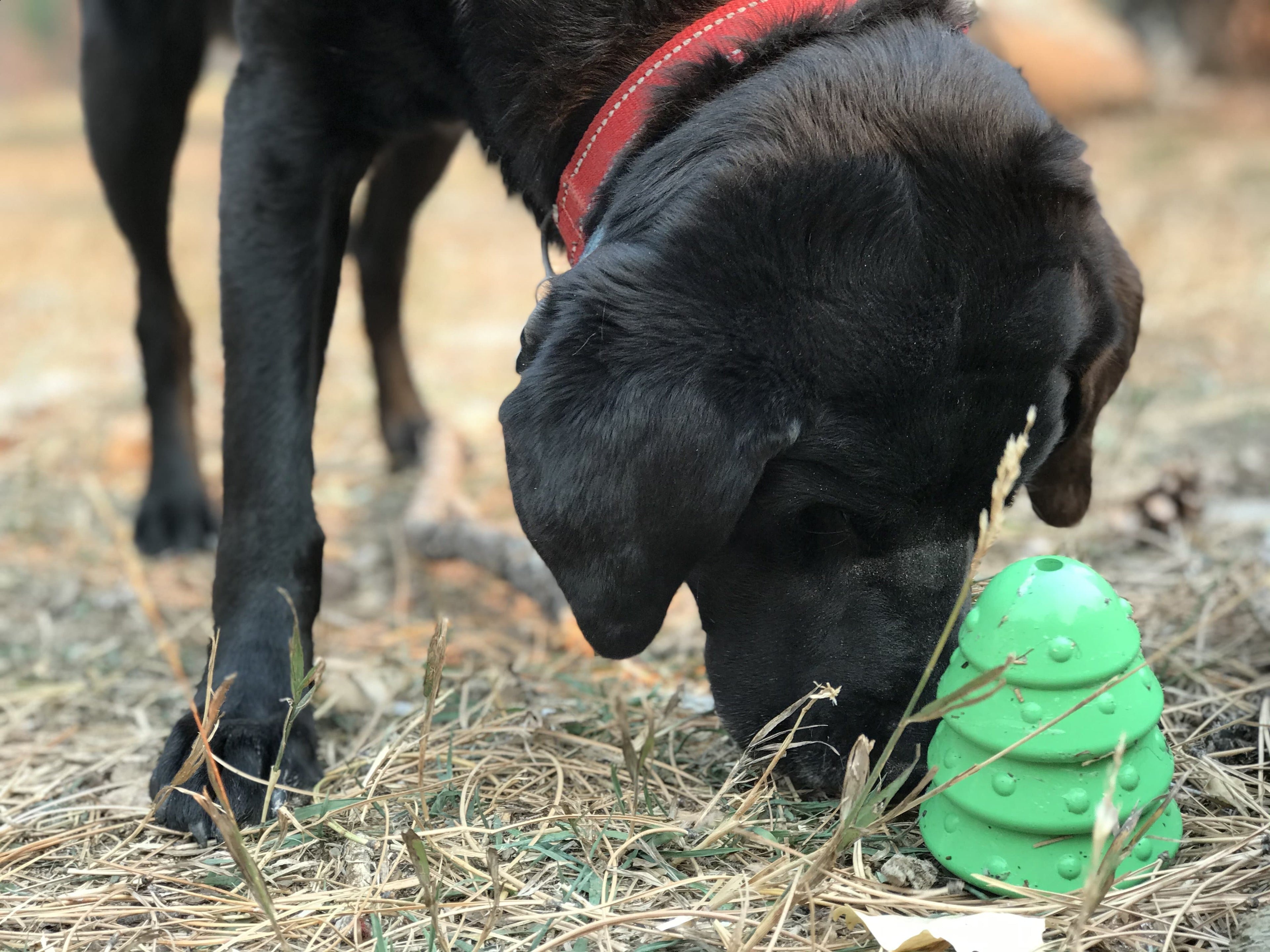 Christmas Tree Dog Toy – Durable Rubber Chew, USA Made