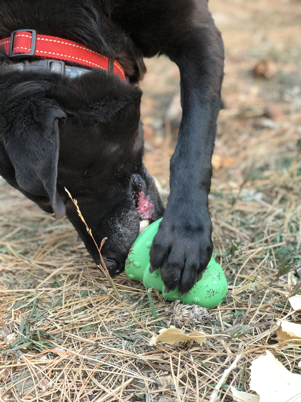 Christmas Tree Dog Toy – Durable Rubber Chew, USA Made