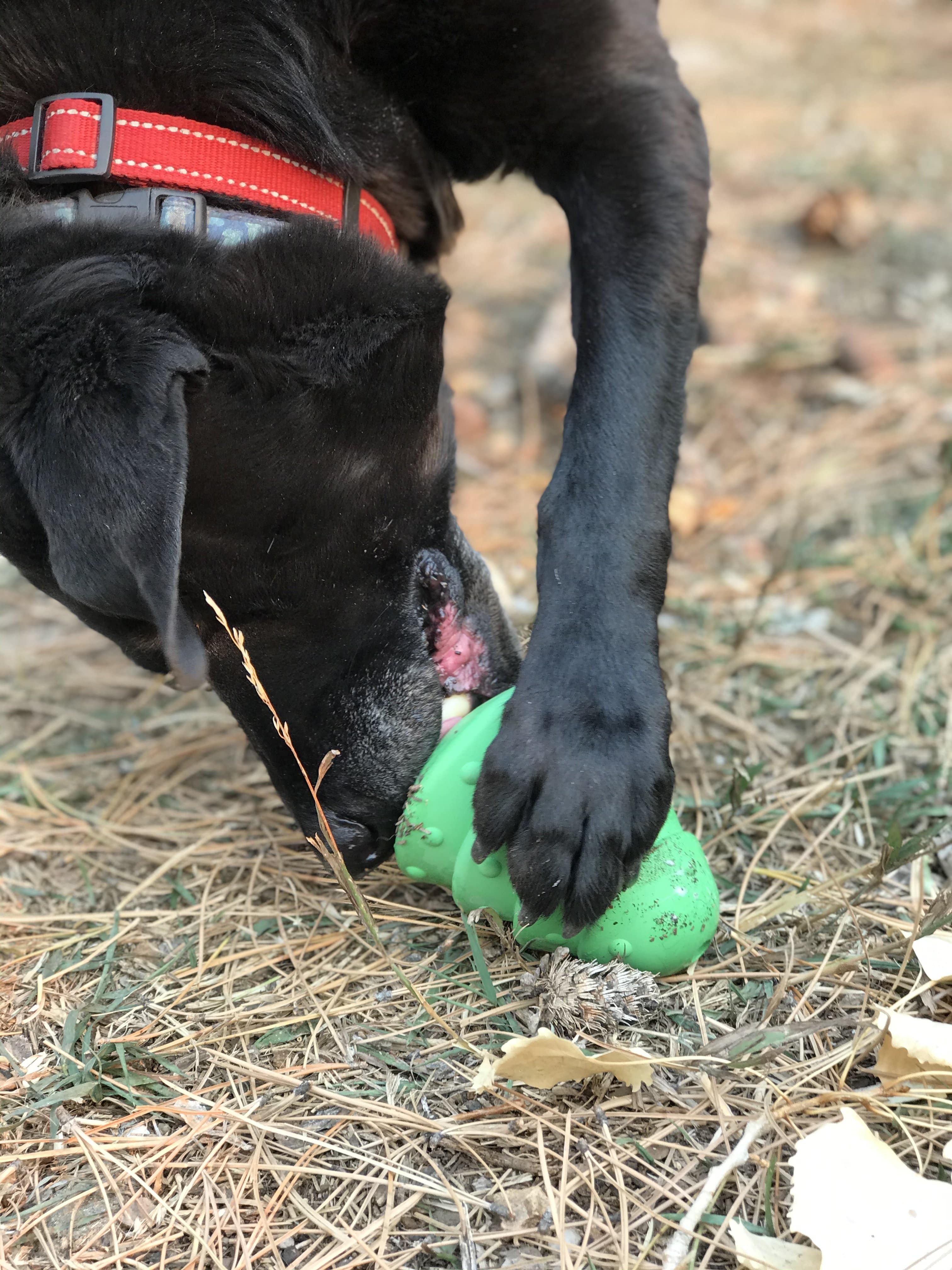 Christmas Tree Dog Toy – Durable Rubber Chew, USA Made