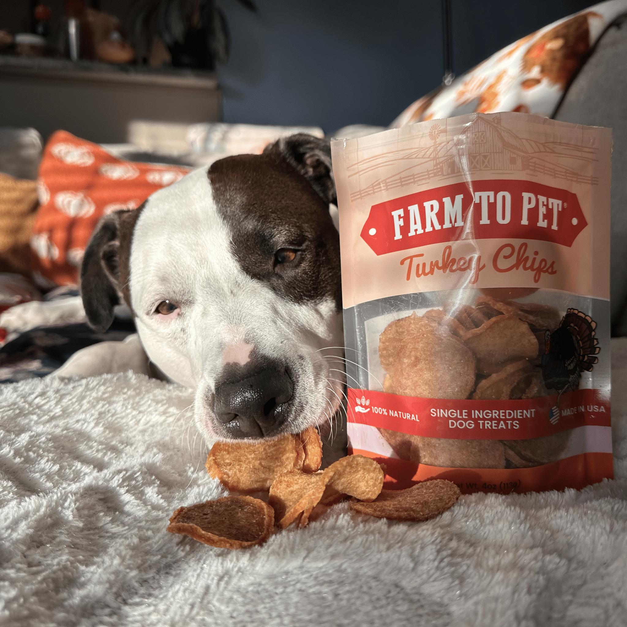 Turkey Chips for Dogs | All-Natural Single-Ingredient Healthy Dog Treats - Trendify Pets