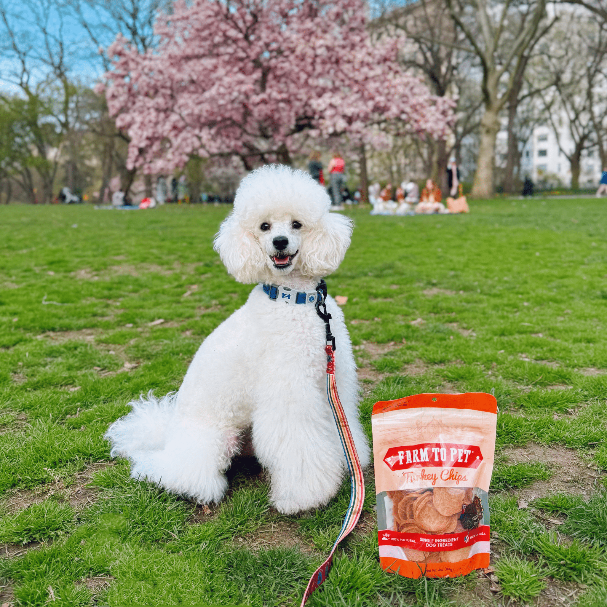 Turkey Chips for Dogs | All-Natural Single-Ingredient Healthy Dog Treats - Trendify Pets